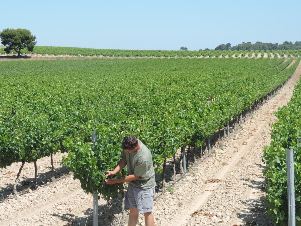 Gites Le "Val-Lea" Sallèles-dʼAude Eksteriør billede
